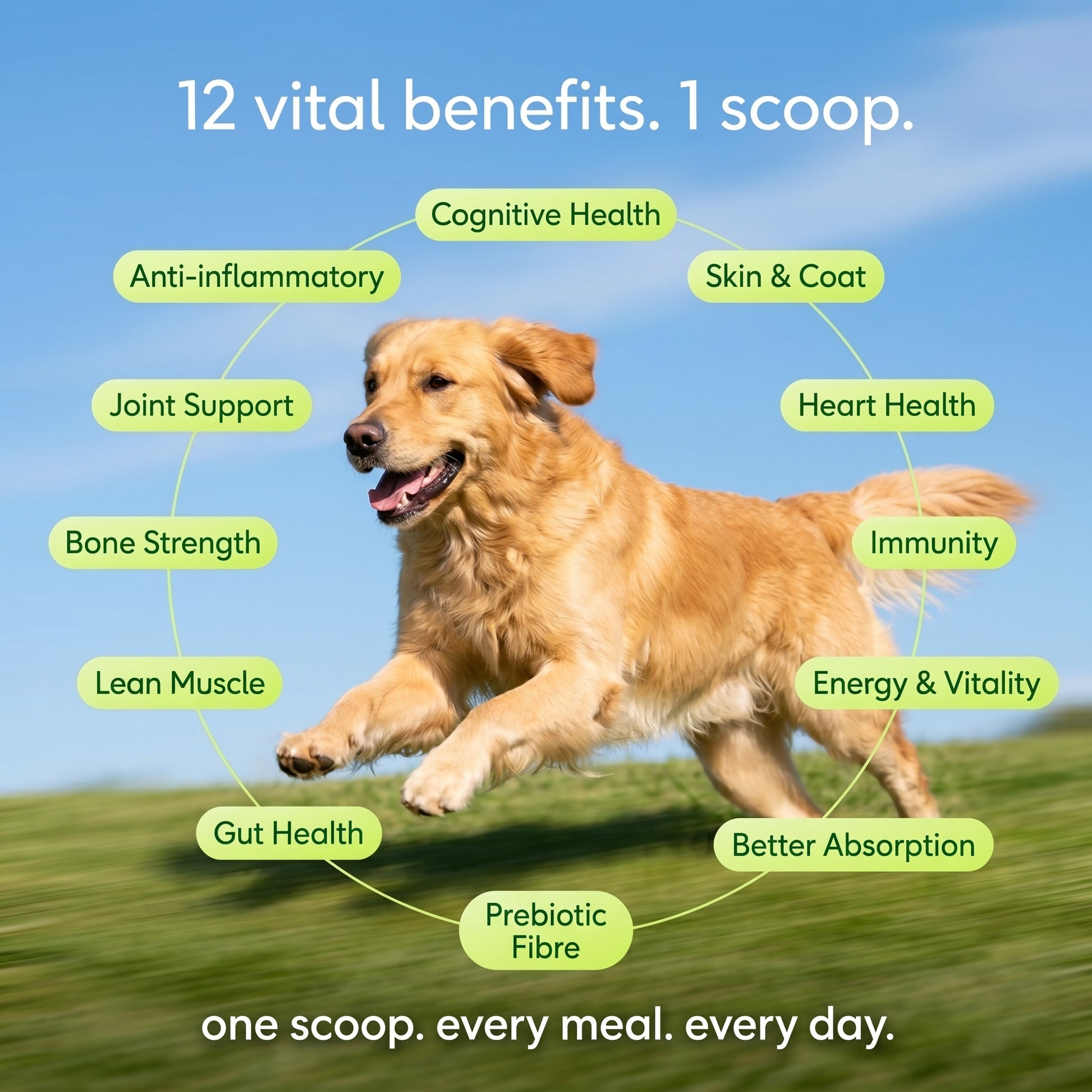 Dog running on grass with health benefits listed around it, against a blue sky.