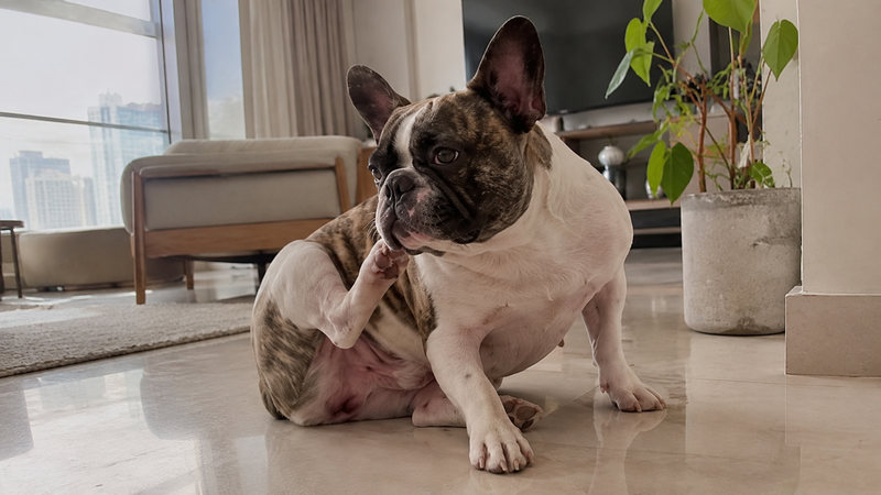 Paw licking, scratching & itchy skin