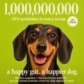 Dachshund puppy with graphic reading 