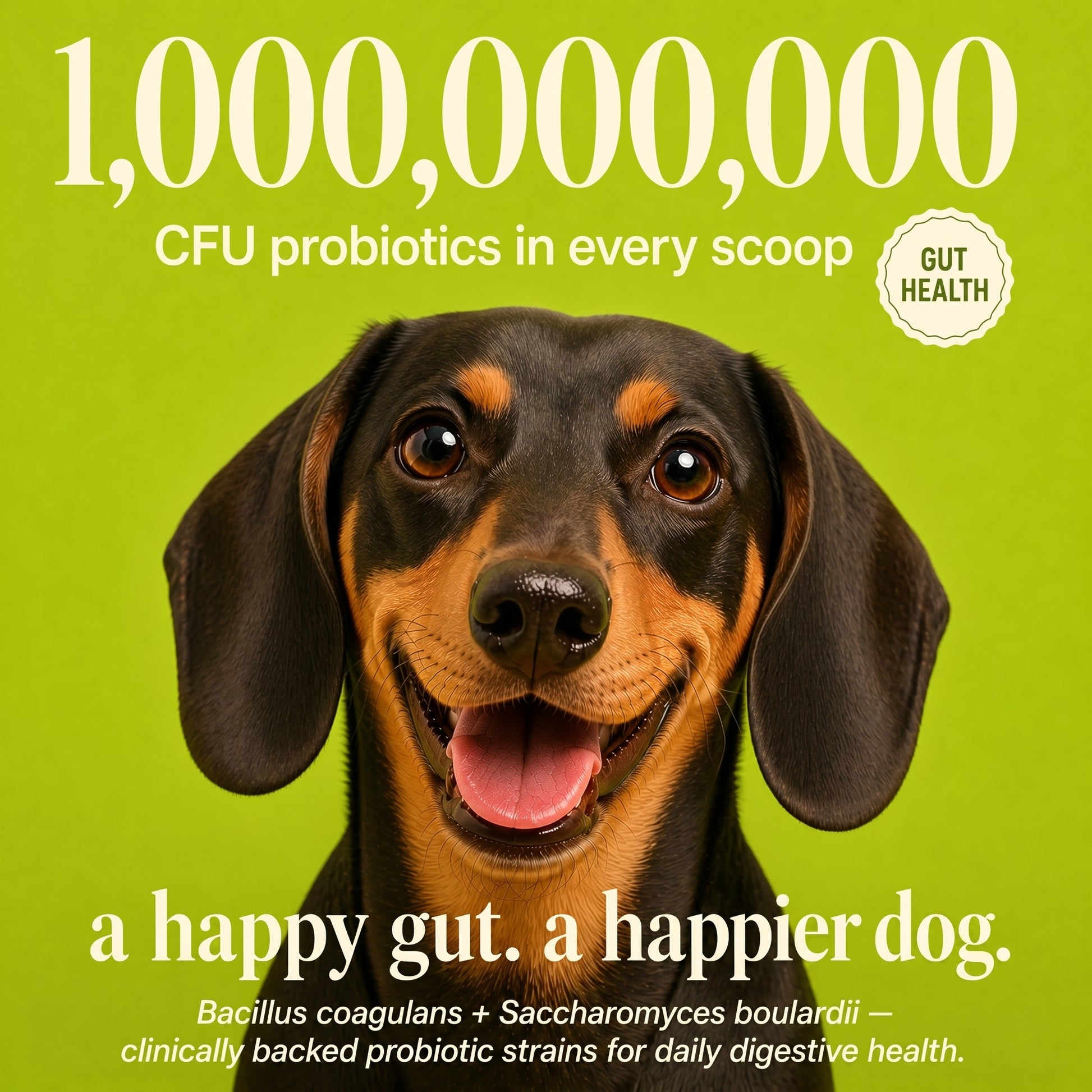 Dachshund puppy with graphic reading "1,000,000,000 CFU probiotics in every scoop" for gut health support