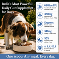 6 Billion CFU probiotics for cats - key benefits
