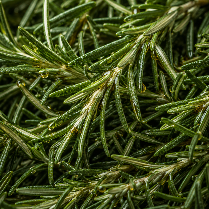 Rosemary Acid Extract