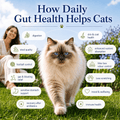 Gut Health Cat Topper · 6 Billion CFU Probiotics for Loose Stools, Hairballs & Sensitive Stomachs - Whisker and Wilde