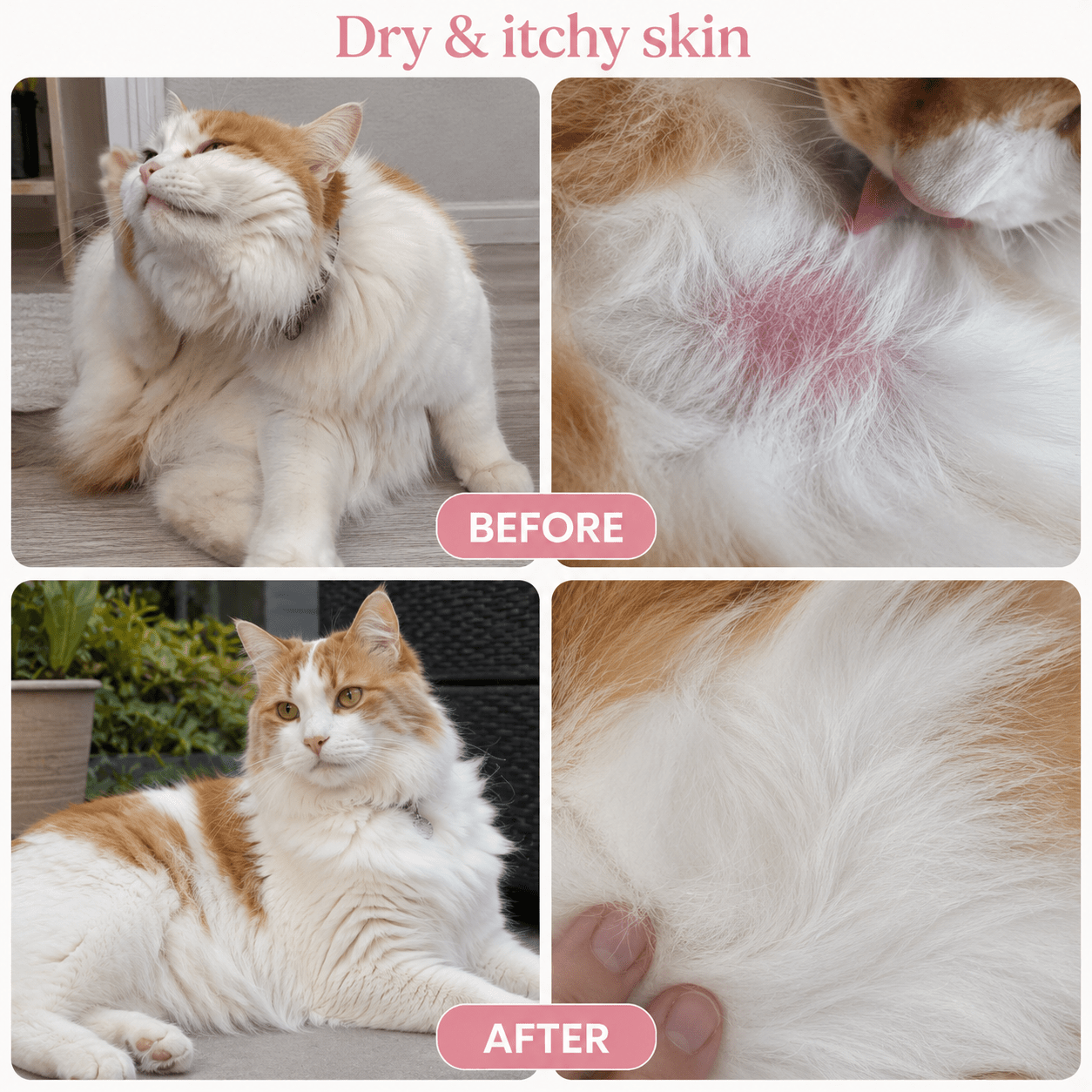 Skin & Coat Cat Topper · 460mg Omega-3 for Dull Coat, Itchy Skin & Shedding - Whisker and Wilde