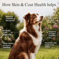 Skin & Coat Dog Topper · 460mg Omega-3 for Dull Coat, Itchy Skin & Shedding - Whisker and Wilde